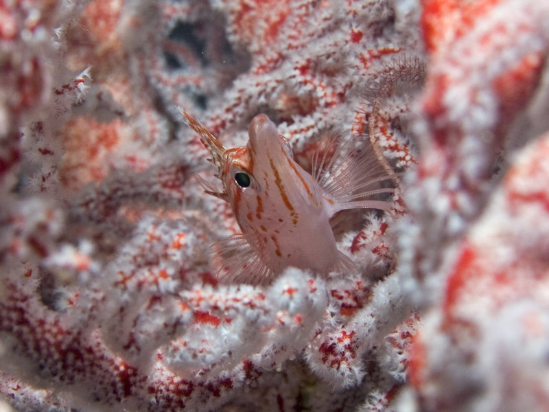Sipadan, Long Nosed Hawkfish